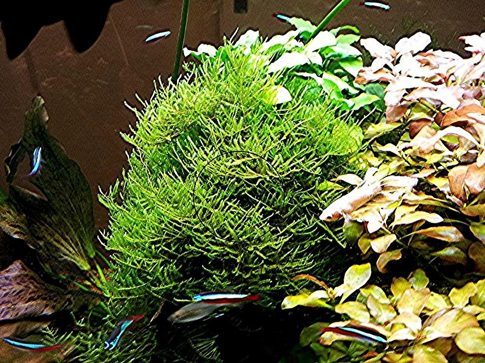 Javamoos, Aquariumpflanzen (Versand/ Abholung) - Fische - Mechernich