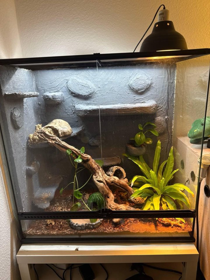 Kornnatter mit ExoTerra-Terrarium und Technik - Reptilien - Würselen