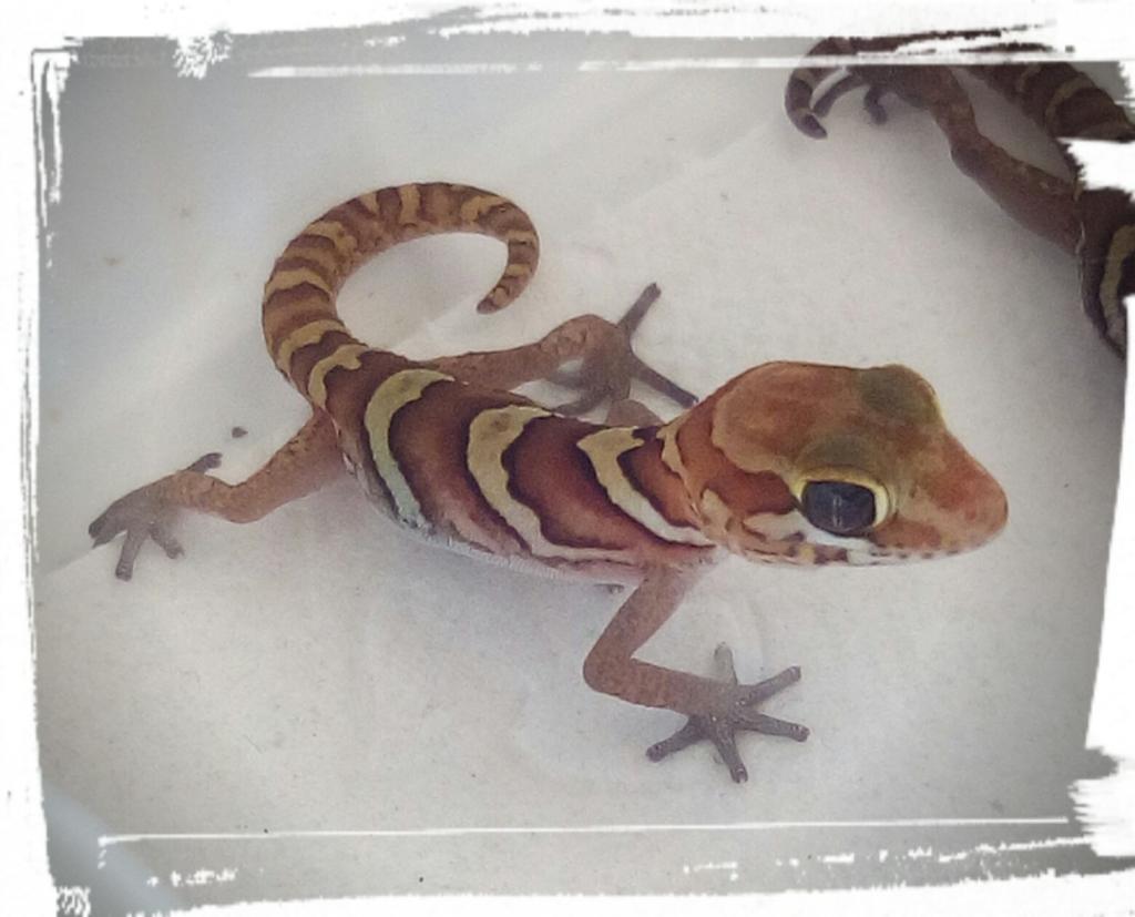 Knuffige Geckos geschlüpft - Reptilien - Bielefeld
