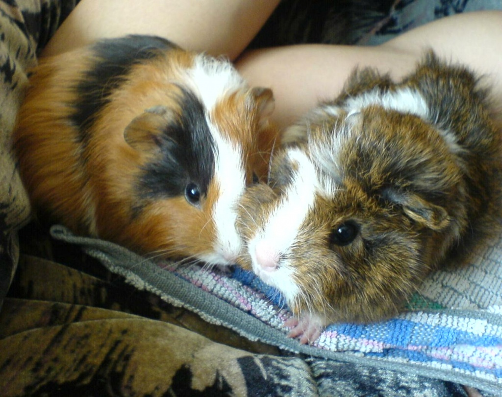 3 Liebenswerte Meerschweinchen abzugeben - Nagetiere - Berlin