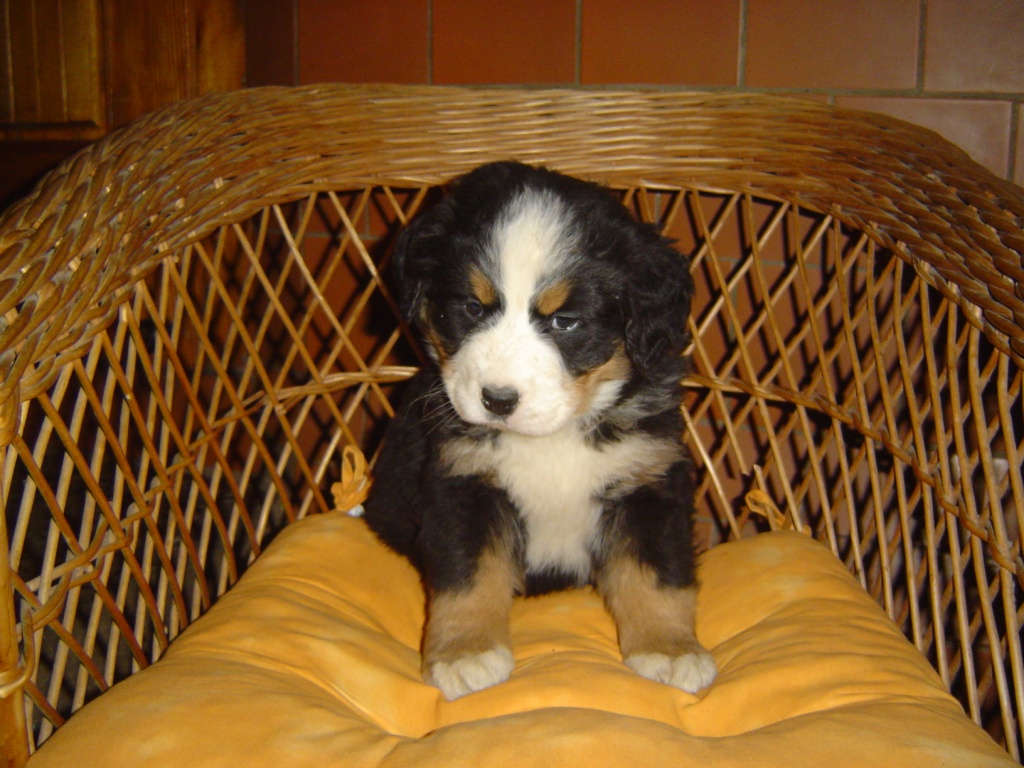 Berner-Sennen Welpen - Hunde - Kadow