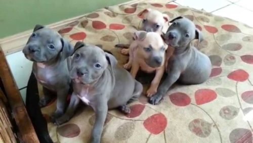 Wunderschöne Pitbull bluelineWelpen - Hunde - Emsdetten