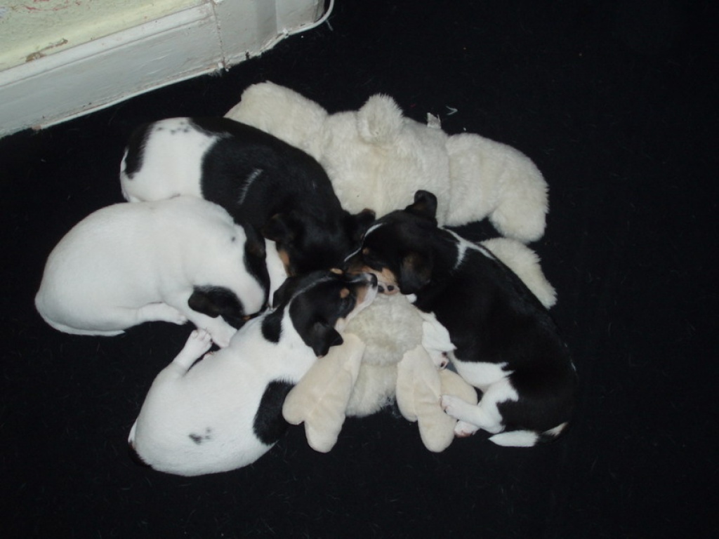 2 Jack-Russel-Terrier-Welpen Hündinnen zum 09.08.07 - Hunde - Hamburg