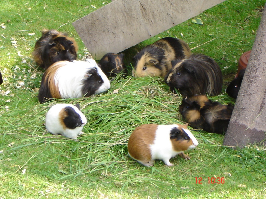 Viele verschiedene Meerschweinchen suchen... - Nagetiere - Eckernförde