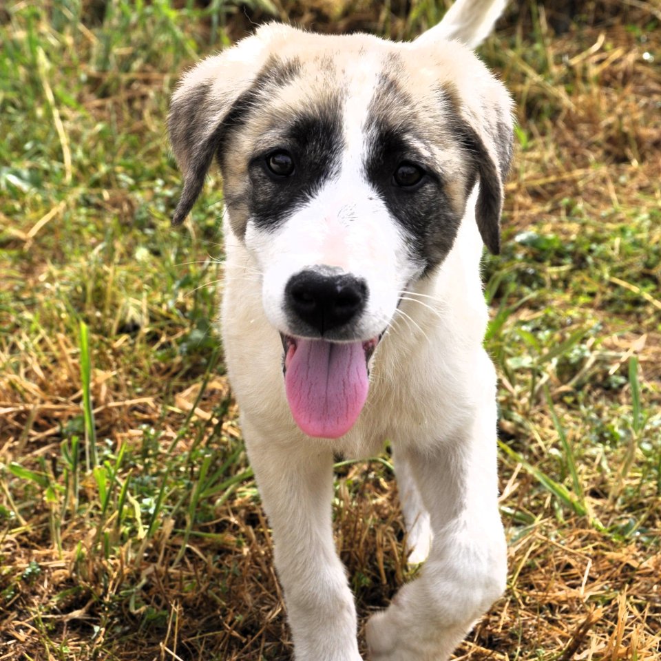 Bounty / Status: sucht ein Zuhause - Hunde - Krefeld