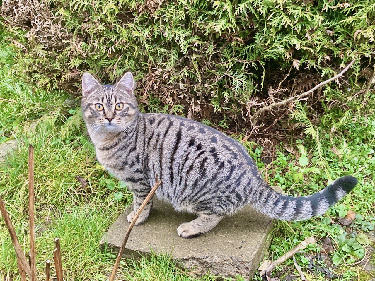 Willi - verwuschelter Tabby-Mix - Katzen - Altenhof