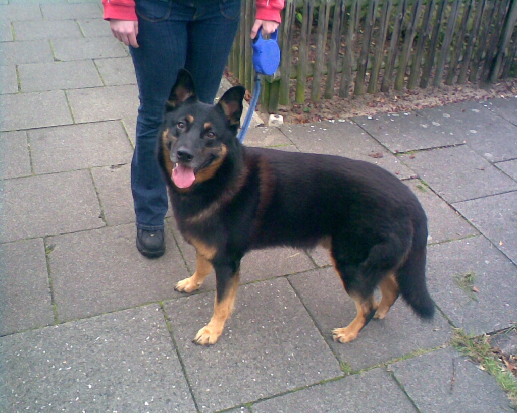 DSH-Collie-Mix 5-Jahre sucht neues Zuhause - Hunde - Hamburg