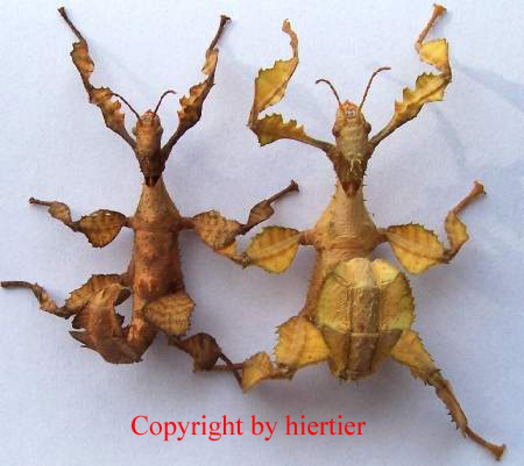 Extatosoma tiaratum Australische Gespenstschrecken - Insekten - Höxter