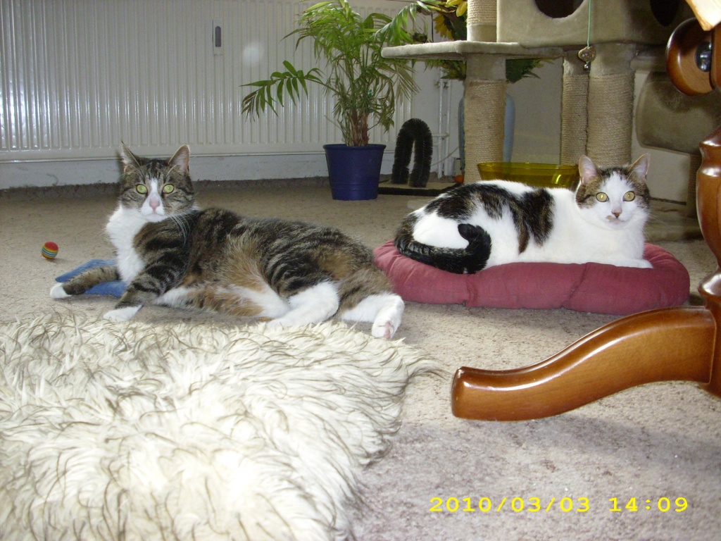 2 süsse Stubentiger suchen ein neues Zuhause - Katzen - Schlagsdorf