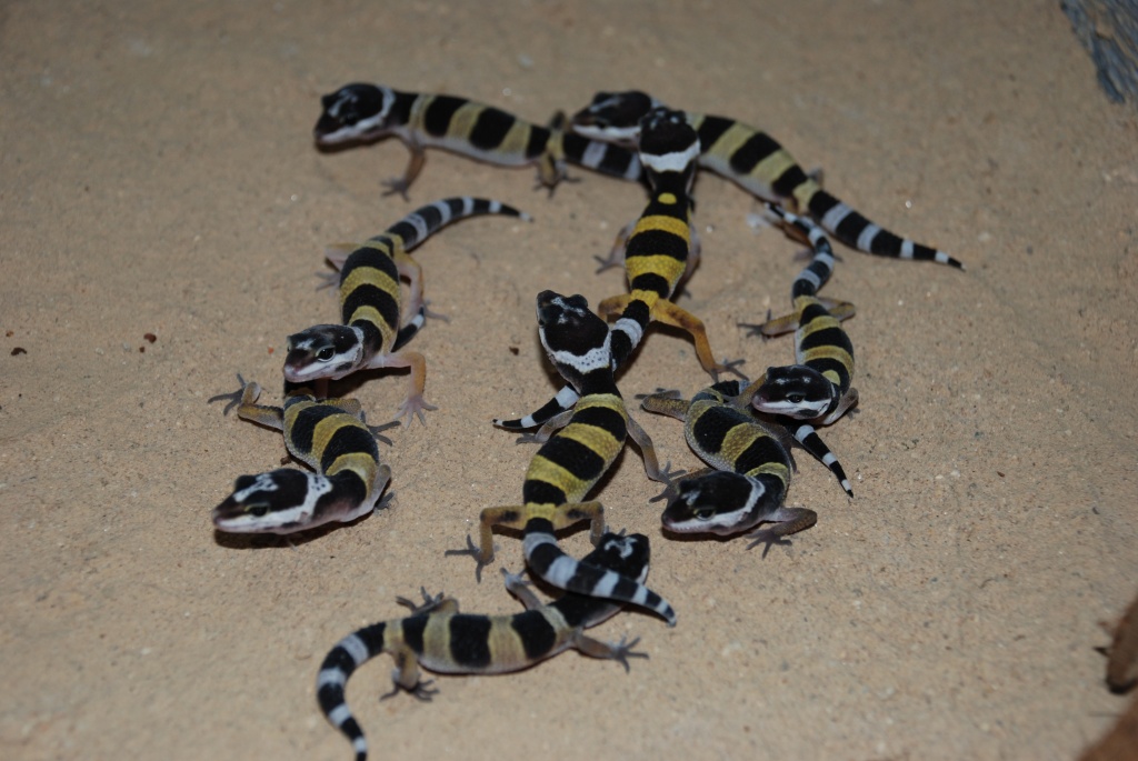 Leopardgeckosnachzuchten - Reptilien - Dreieich