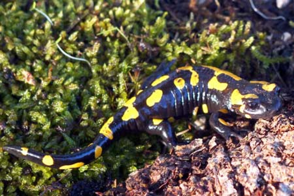 Feuersalamander - Amphibien - Wien