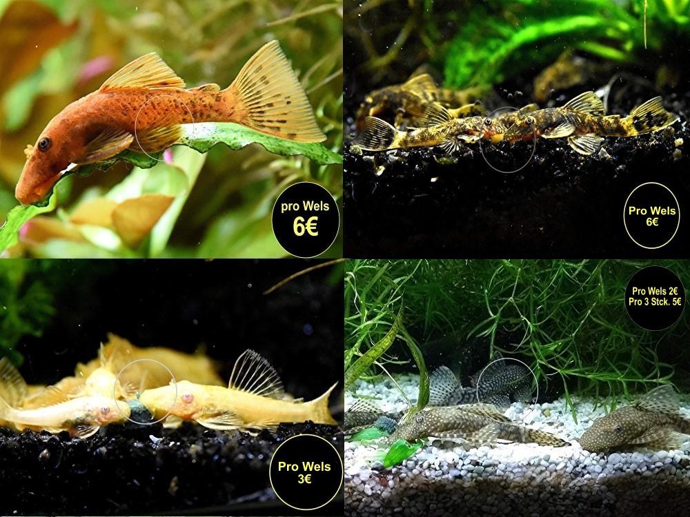 Ancistrus, Welse, reinerbig, ab 2€ (Versand/ Abholung) - Fische - Mechernich