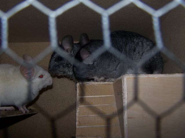 3 Chinchillaböcke suchen ein neues Zuhause - Nagetiere Allgemein - Weinsberg
