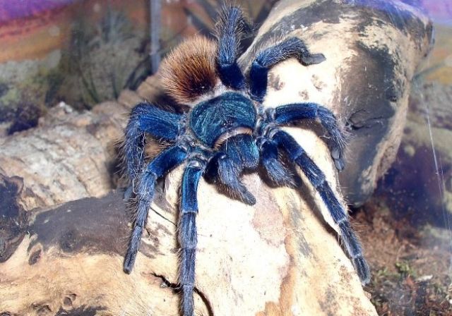 Seltene Vogelspinnensammlung viele tolle Arten!!! - Terrarien - Rastatt
