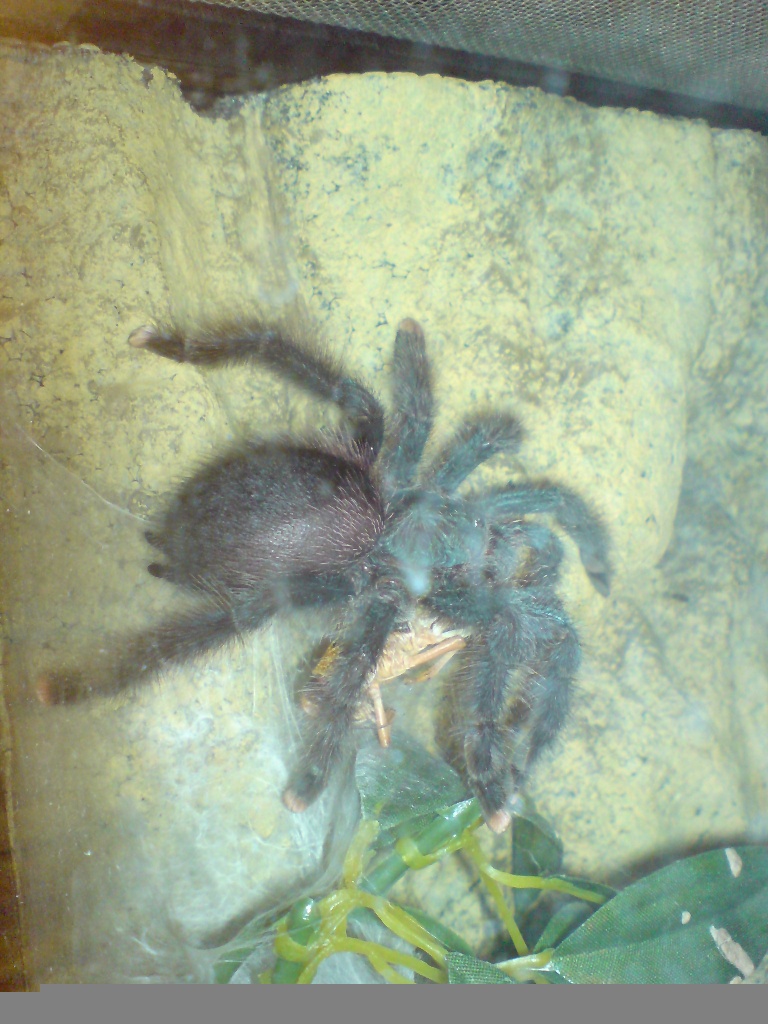 Verkaufe meine Vogelspinnen. A. avicularia - Insekten - Walsrode