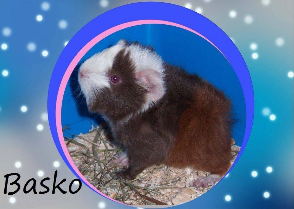 Peruaner Meerschweinchen Slate Blue/ Gold /Weiß - Nagetiere - Bremen