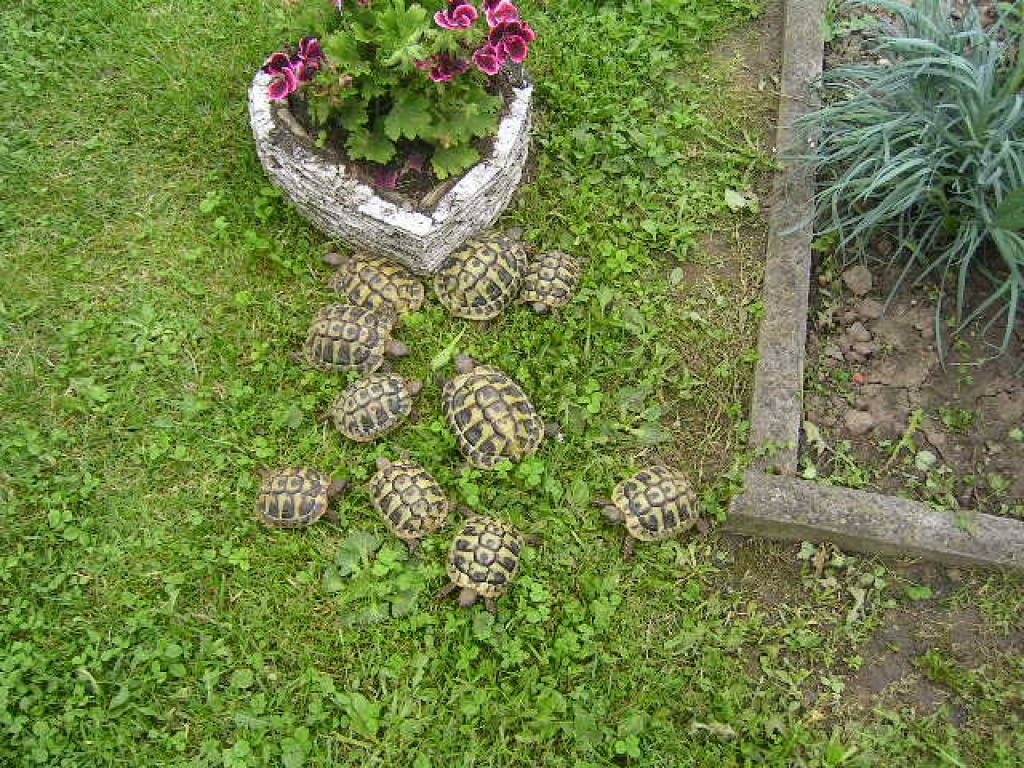 Griechische Landschildkröten NZ 08 + 09 - Reptilien - Kassel