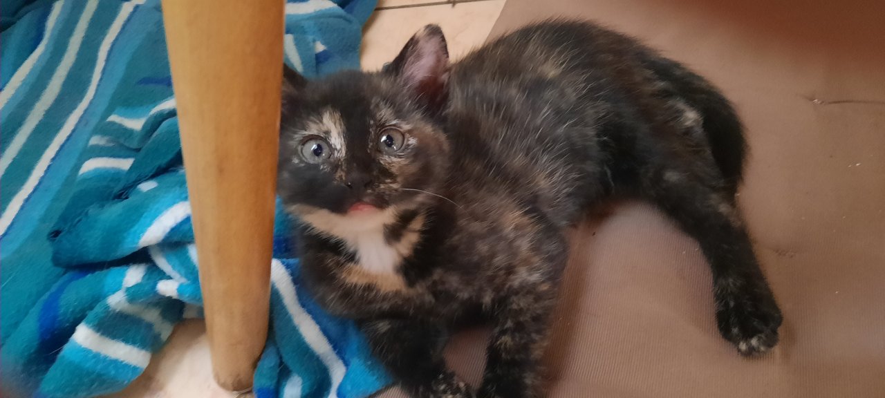 Katzenkinder suchen ein neues Zuhause - Katzen - Lanitz-Hassel-Tal