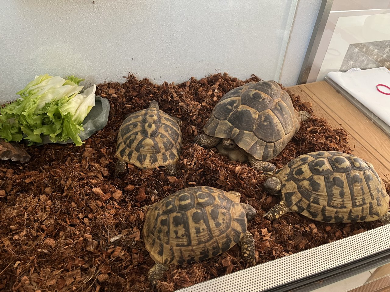 Drei Griechische + eine Maurische Landschildkröte in liebevolle Hände abzugeben - Reptilien - Wolnzach