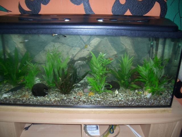 Aquarium 240l, maße 120x50x40+ Zubehör,Fische,Pflanzen,.... - Aquarien und Zubehoer - Magdeburg