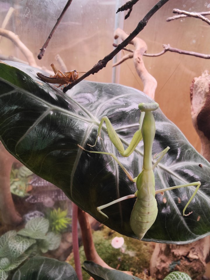Gottesanbeterinnen (Mantiden) - Insekten - Schlieren
