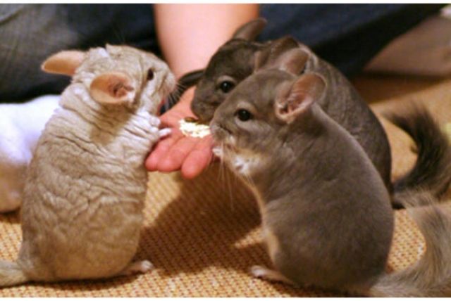 Drei Chinchilla Weibchen - Sonst Nagetiere - penzing