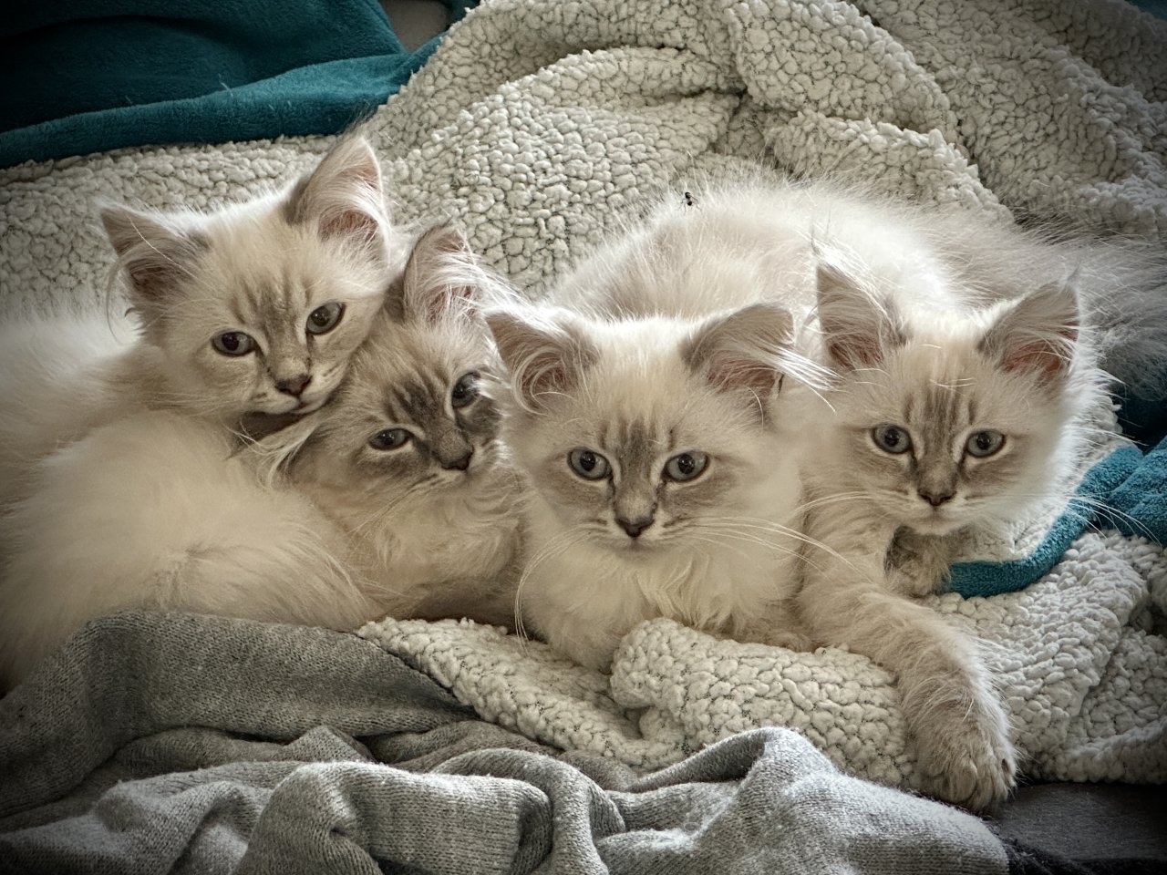 Neva Masquarade Heilige Birma Sibirische Waldkatze Kitten Katze - Katzen - Neustadt