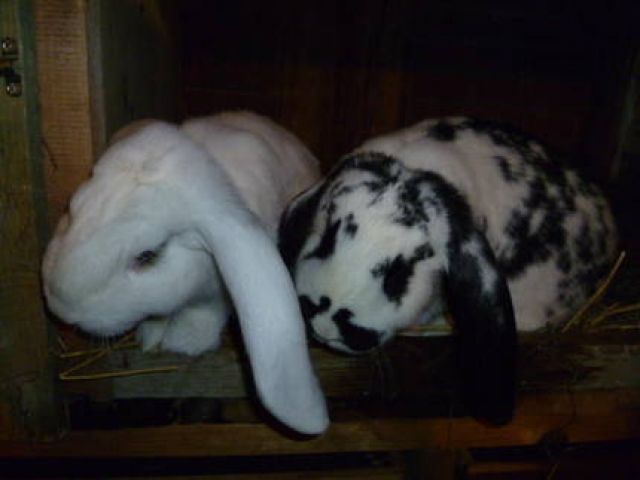 2 Deutsche Widder Weiblich 6 Monate alt - Hasen Kaninchen - Aurich