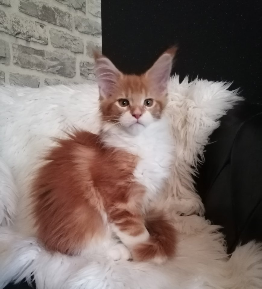 Maine Coon Mädchen mit Stammbaum sucht ab 06.09.2023 .. - Katzen - Geestland