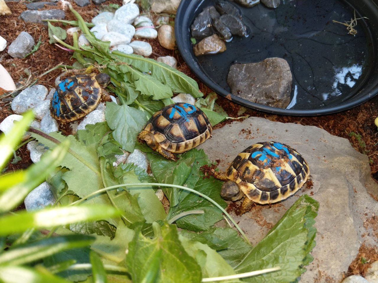 Griechische Landschildkröten, THH und Tm weissingeri von ´21 von Privat - Reptilien - Velbert