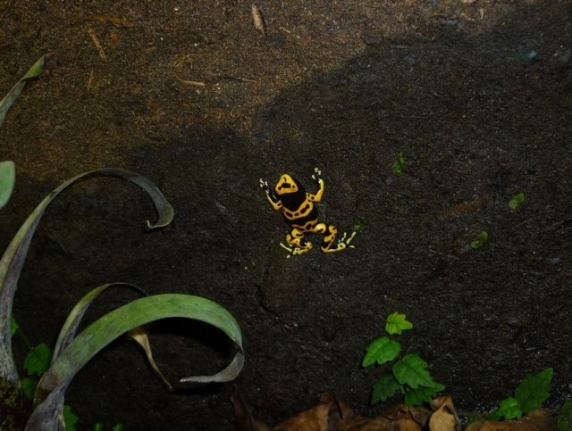 Biete Dendrobates leucomelas Nachzuchten - Sonstige Haustiere - Riemerling