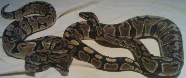 Verkaufe 2 Königspythons!!! - Reptilien - wittenberg