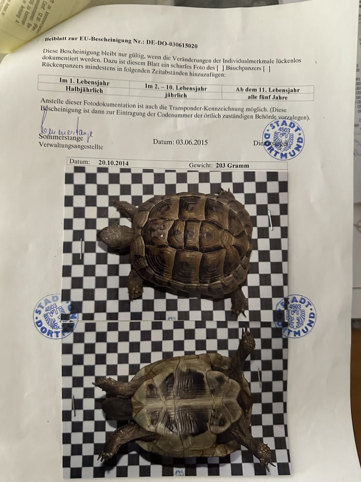 Griechische Landschildkröte weiblich zu verkaufen - Reptilien - Dortmund