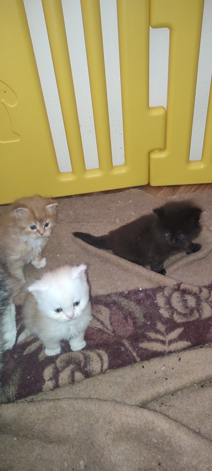 Zuckersüße Main coon/ Perser Kitten - Katzen - Obertaufkirchen