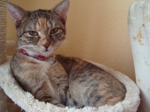 Bengal ähnlich! Katze SUCHT neues Zuhause gegen Schutzgebühr - Katzen - Hof