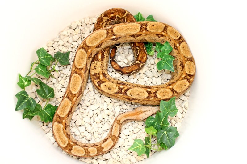 Wir geben ab aus eigener Nachzucht „B. c. i. CA Hypo Sonora erythristic 50% Het. - Reptilien - Willich