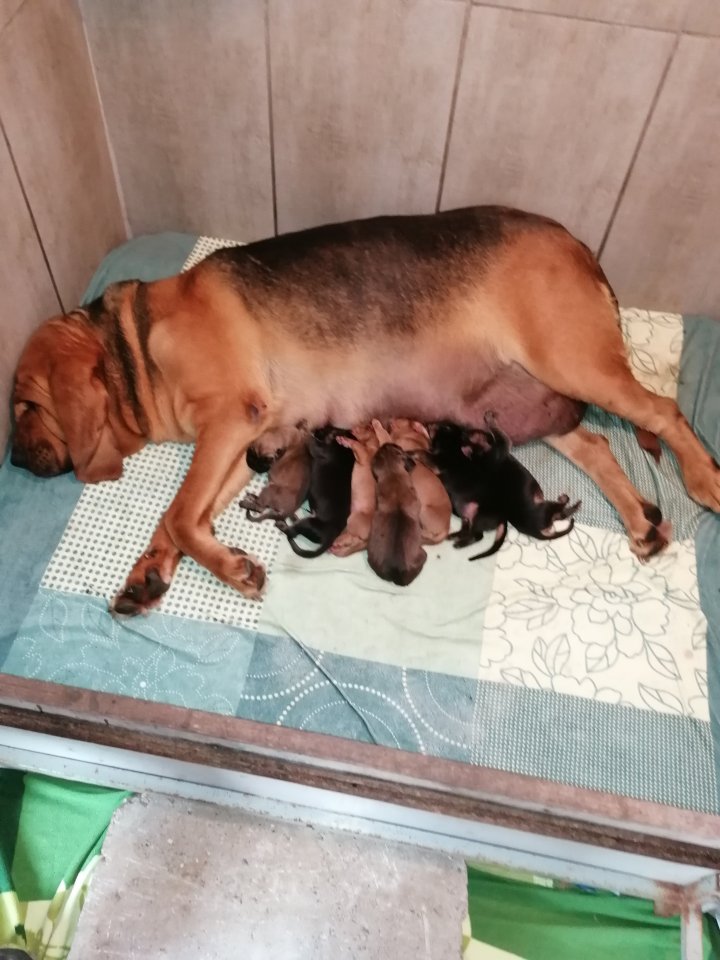 Bloodhound/Jagdhund/Mantrailer/Welpen/Familienhund - Hunde - Schermen (Deutschland Sachsen-Anhalt)