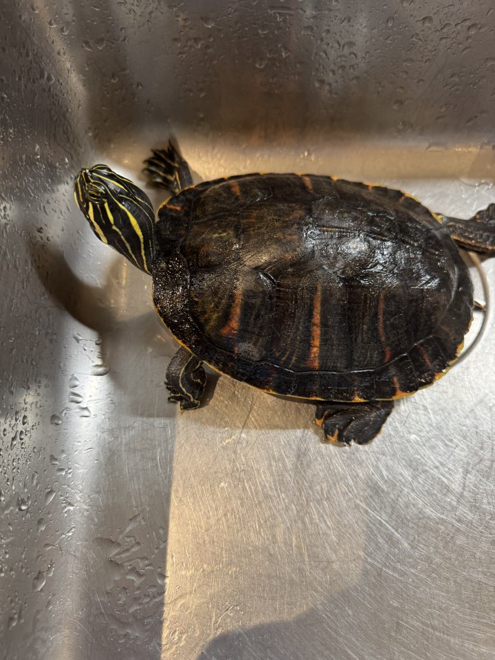 Wasserschildkröte Pseudemys Nelsoni - Reptilien - Weiswampach
