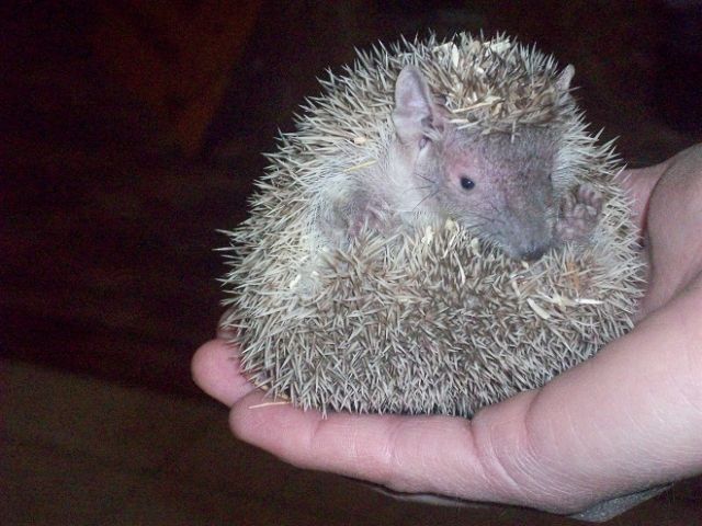 Igeltanrek  - Nagetiere Allgemein - Weidhausen bei Coburg