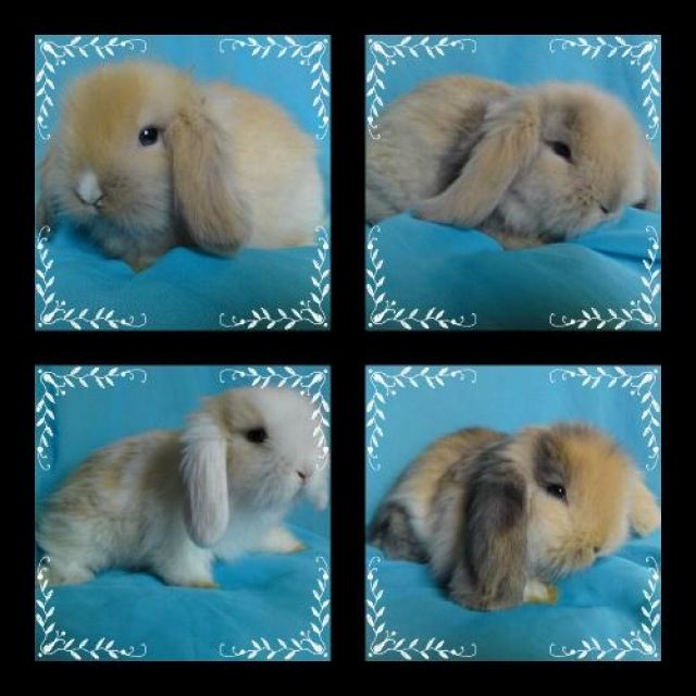 Teddywidderbabys suchen neues zu Hause! - Hasen Kaninchen - Parey-Elbe