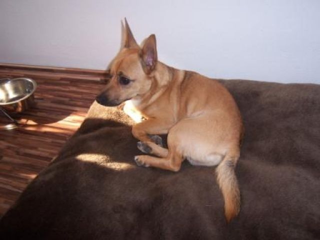 Pinscher Chihuahua Mix Tieranzeigen Net