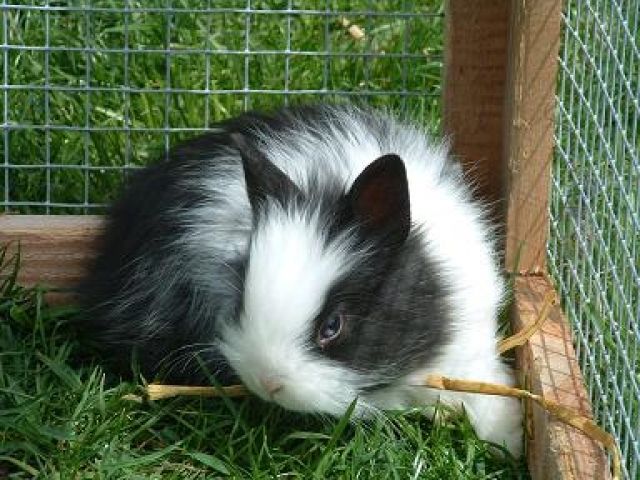    v      v    Löwenköpfchen suchen Kuschelplatz    v      v - Hasen Kaninchen - Kraftisried