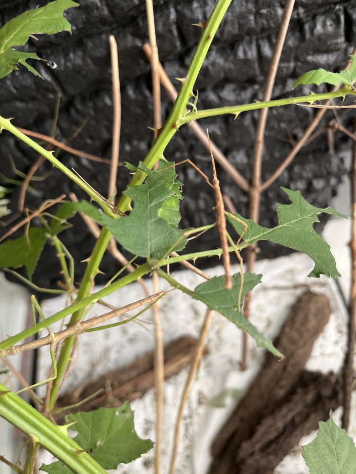 Ca 30 Stabheuschrecken - Insekten - Köln