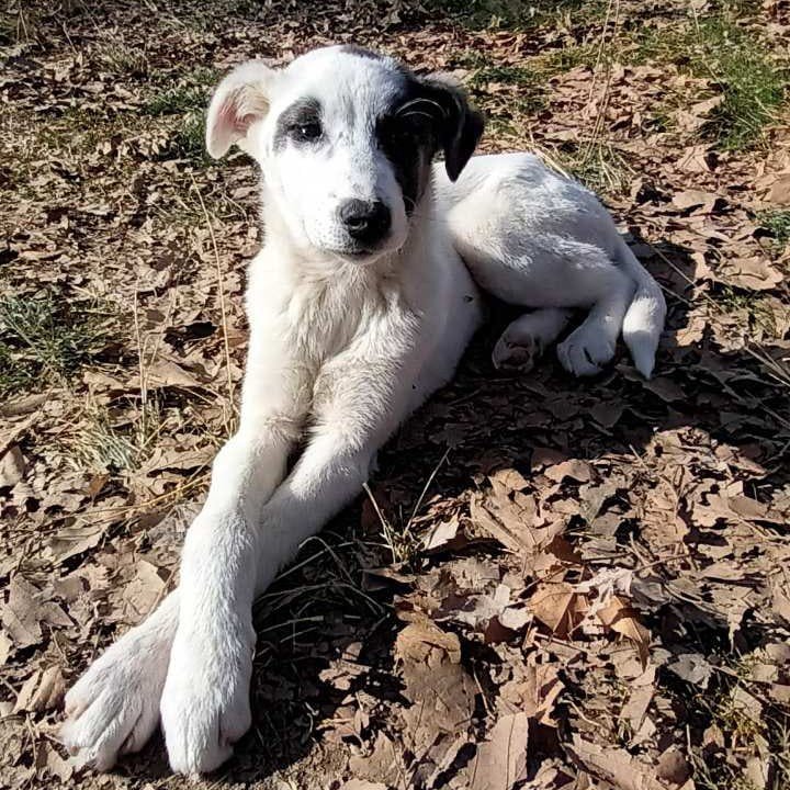 Zola / Status: sucht ein Zuhause - Hunde - Krefeld