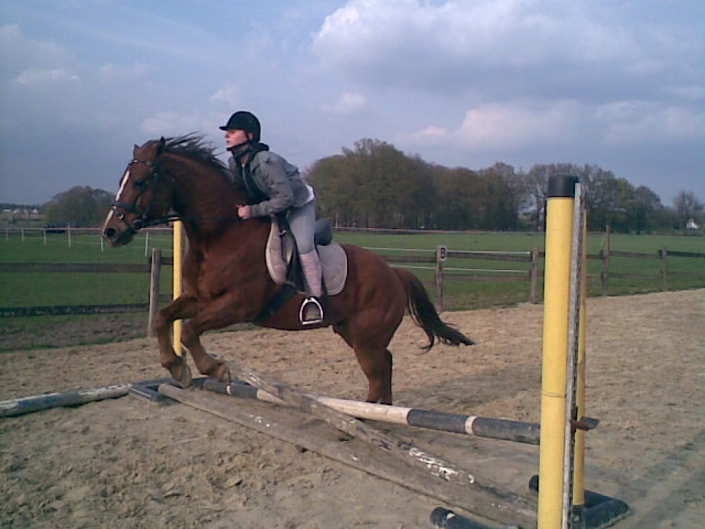 Suche Reitbeteiligung in Castrop-Rauxel & Umgebung! - Pferde - Castrop Rauxel