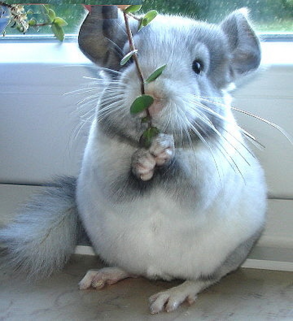 Chinchillababs, Jungtier und Pärchen zur Abgabe - Nagetiere - Mettmann