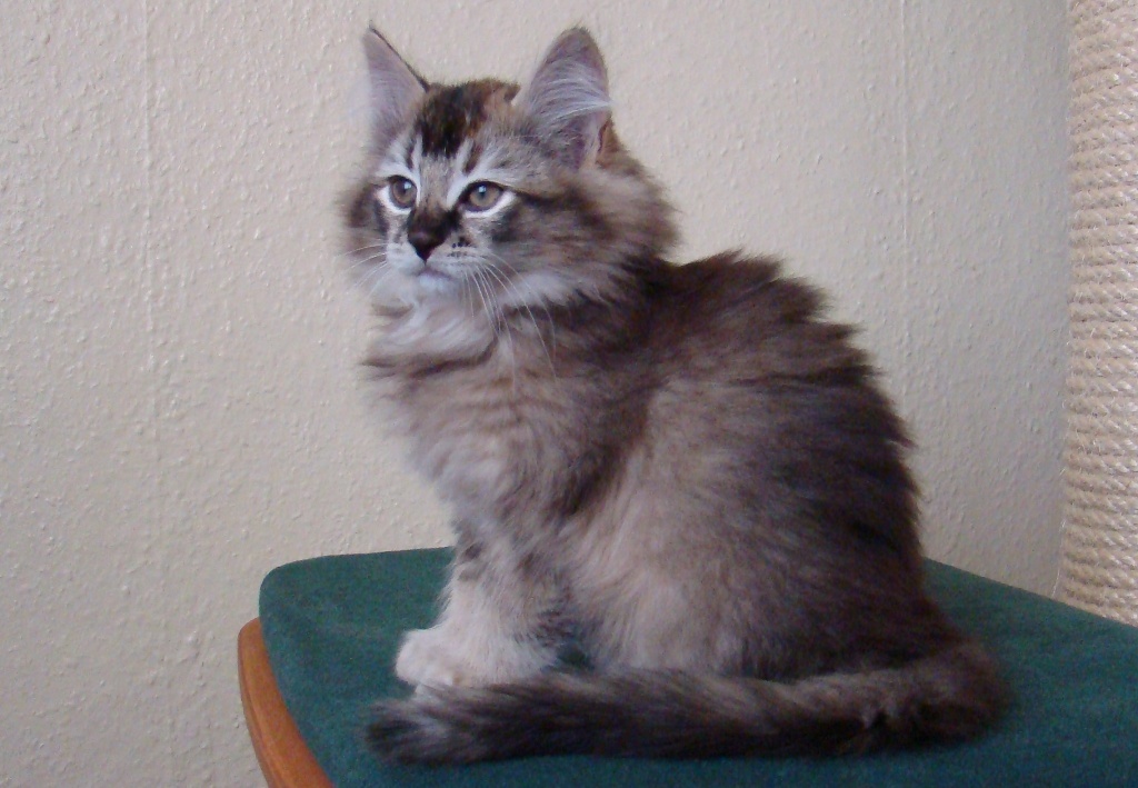 Waldkatzen von der Mühlgasse - Katzen - Remda Teichel