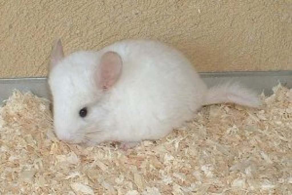 Süßes Chinchilla Böckchen abzugeben - Nagetiere - Mechernich
