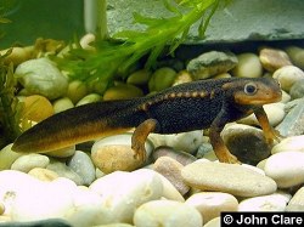 Birma Krokodilmolche - Amphibien - Wien