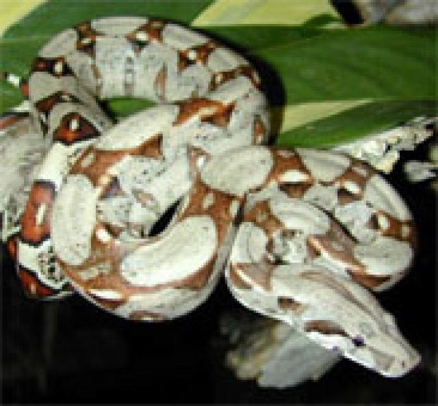 Boa Constrictor Imperator Nicaragua - Terrarien - Bruchsal-Heidelsheim